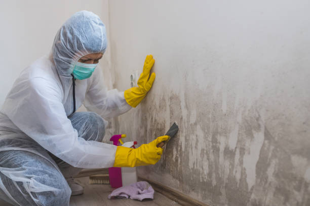 Best Professional Mold Removal  in Mount Pleasant, TX